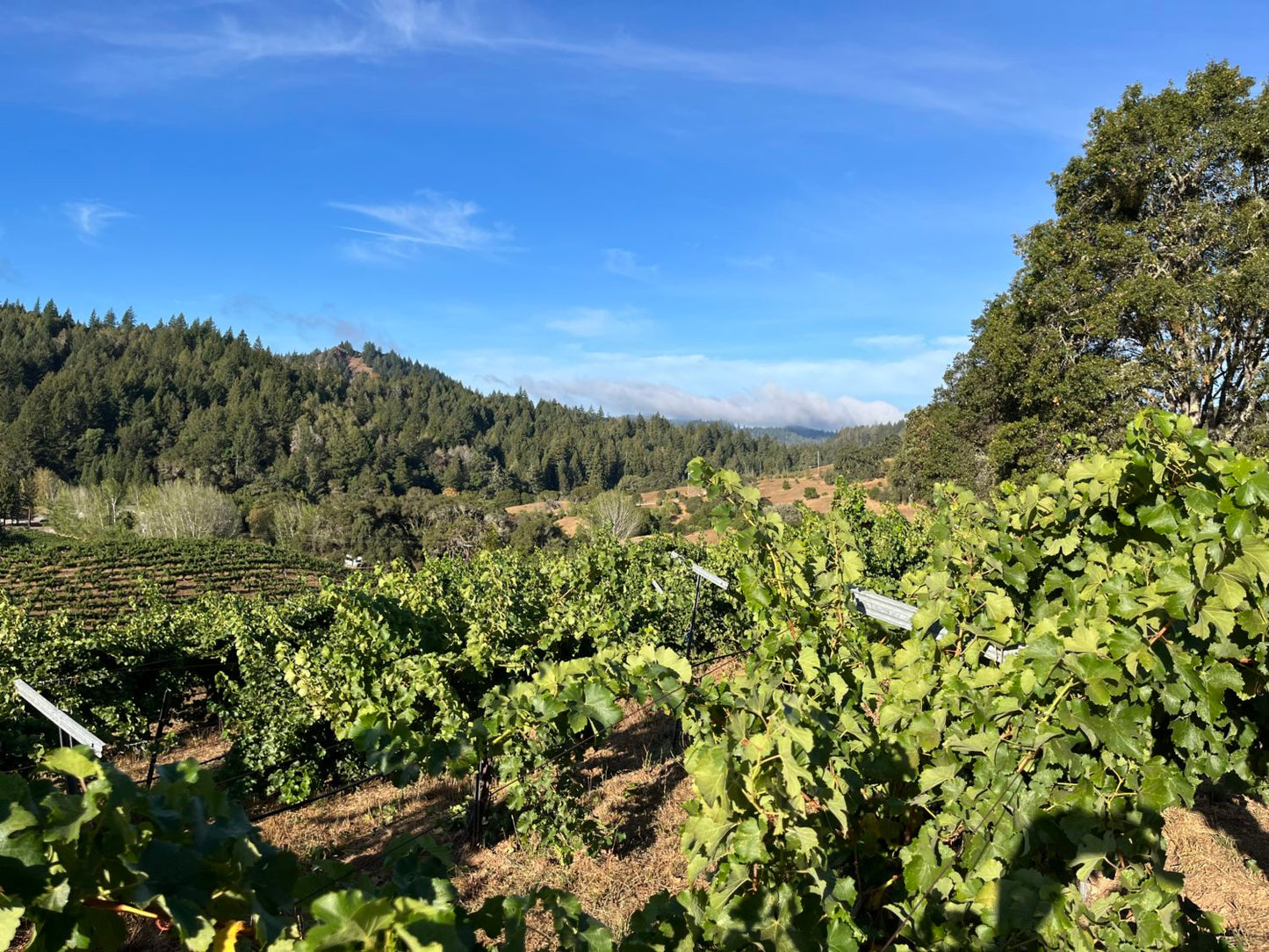 2023 ソーヴィニヨンブラン ランドルヒル ヴィンヤード ヨークヴィルハイランズ / アルノー ロバーツ